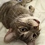 Chat, Moustaches, Felidae, Small To Medium-sized Cats, Head, Museau, Chat tigrÃ©, Nez, Yeux, European Shorthair, American Shorthair, Dragon Li, Chatons, Carnivore, Egyptian Mau, Domestic Short-haired Cat, Oreille, Asiatique, Ocicat, American Curl