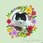 Fleur, Chat, Plante, Felidae, Petal, Carnivore, Small To Medium-sized Cats, Moustaches, Rose, Herbe, Font, Creative Arts, Groundcover, Arbre, Art, Queue, Magenta, Happy, Museau