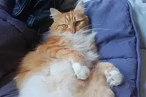 Nom Maine Coon Chat Namour