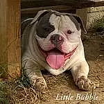 Chien, Bulldog, Carnivore, Race de chien, Plante, Faon, Chien de compagnie, Herbe, Museau, Wrinkle, Terrestrial Animal, White English Bulldog, Toy Dog, Canidae, Soil, Molosser, Moustaches, Non-sporting Group, Working Animal