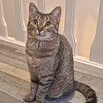 Chat, Felidae, Carnivore, Small To Medium-sized Cats, Moustaches, Grey, Museau, FenÃªtre, Terrestrial Animal, Poil, Domestic Short-haired Cat, Door, Queue, Bois, Assis
