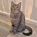 Chat, Yeux, Felidae, Carnivore, Small To Medium-sized Cats, Grey, Moustaches, FenÃªtre, Terrestrial Animal, Museau, Queue, Poil, Domestic Short-haired Cat, Lynx, Bois, Patte, Griffe, Assis