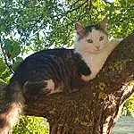 Chat, Small To Medium-sized Cats, Felidae, Arbre, Moustaches, Branch, Carnivore, Woody Plant, Leaf, Plante, Domestic Short-haired Cat, Poil, Trunk, Queue, American Wirehair, European Shorthair, Chat de lâ€™EgÃ©e