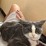 Chat, Comfort, Felidae, Carnivore, Small To Medium-sized Cats, Moustaches, Museau, Human Leg, Queue, Poil, Lap, Domestic Short-haired Cat, Fenêtre, Foot, Patte, Assis, Griffe