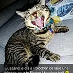 Chat, Felidae, Carnivore, Small To Medium-sized Cats, Moustaches, Museau, Terrestrial Animal, LÃ©gende de la photo, Domestic Short-haired Cat, Font, Poil, Patte, Foot, Assis, Cat Supply, Griffe