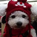 Chien, Santa Claus, Dog Supply, Carnivore, Dog Clothes, Race de chien, Cap, Collar, Chien de compagnie, Fur Clothing, Costume Hat, Museau, Chapi Chapo, Pet Supply, Event, Holiday, Wool, Fictional Character, Dog Collar, Stuffed Toy
