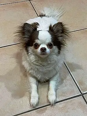 Nom Chihuahua Chien Monroe