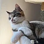 Chat, Felidae, FenÃªtre, Carnivore, Moustaches, Grey, Small To Medium-sized Cats, Bois, Museau, Comfort, Queue, Door, Domestic Short-haired Cat, Poil, Patte, Griffe, Assis, Room, Box