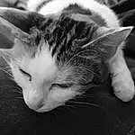Chat, Small To Medium-sized Cats, Moustaches, Felidae, Black-and-white, Nez, Carnivore, Chatons, Museau, Monochrome, Noir & Blanc, Poil, Photography, Asiatique, Domestic Short-haired Cat, Style, Sieste, Oreille