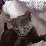 Head, Yeux, Chat, Felidae, Carnivore, Small To Medium-sized Cats, Moustaches, Grey, Oreille, Museau, Chats noirs, Queue, Comfort, Domestic Short-haired Cat, Griffe, Poil, Bleu russe, Havana Brown, Patte
