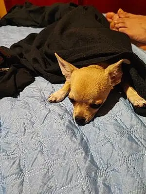 Nom Chihuahua Chien Ulk