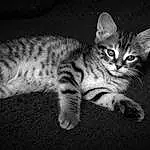 Chat, Felidae, Carnivore, Small To Medium-sized Cats, Moustaches, Queue, Museau, Poil, Noir & Blanc, Patte, Darkness, Monochrome, Domestic Short-haired Cat, Griffe, Terrestrial Animal, Night, Assis