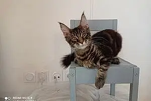 Maine Coon Chat Alvin