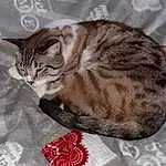 Chat, Small To Medium-sized Cats, Felidae, European Shorthair, Chat tigrÃ©, Carnivore, American Shorthair, Bengal, Domestic Short-haired Cat, Moustaches, Asiatique, Poil, Dragon Li, Chatons, Ocicat, Faon