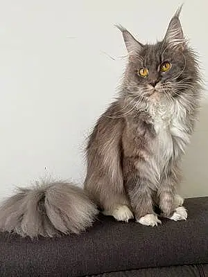 Maine Coon Chat Talia