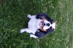 Cavalier King Charles Spaniel Chien Indra