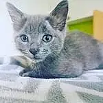 Chat, Small To Medium-sized Cats, Felidae, Moustaches, Carnivore, Domestic Short-haired Cat, Bleu russe, Chatons, Korat, Chartreux, British Shorthair, Burmese, Yeux, Asiatique, Nebelung, Museau, Australian Mist, Ojos Azules
