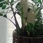 Plante, Chat, Flowerpot, Houseplant, Carnivore, Terrestrial Plant, Felidae, Small To Medium-sized Cats, Moustaches, Flowering Plant, Queue, Herbe, Domestic Short-haired Cat, Twig, Bois, Herbaceous Plant, Poil, Plant Stem, Herb, Arbre