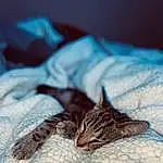 Chat, Felidae, Carnivore, Comfort, Textile, Small To Medium-sized Cats, Moustaches, Grey, Linens, Poil, Electric Blue, Domestic Short-haired Cat, Bedding, Macro Photography, Bed, Feather, Bed Sheet, Pattern, Sieste, Human Leg