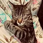 Chat, Jambe, Felidae, Carnivore, Small To Medium-sized Cats, Sleeve, Comfort, Moustaches, Linens, Museau, Pattern, Poil, Domestic Short-haired Cat, Illustration, Patte, Queue, Bedding, Sieste, Griffe, Square