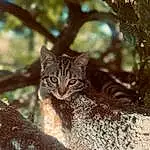 Chat, Plante, Yeux, Felidae, Carnivore, Branch, Twig, Small To Medium-sized Cats, Faon, Bois, Trunk, Terrestrial Animal, Moustaches, Arbre, Museau, Herbe, Queue, Forêt, Poil, Soil