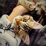 Yeux, Chat, Felidae, Plante, Oreille, Textile, Small To Medium-sized Cats, Carnivore, Moustaches, Comfort, Faon, Museau, Terrestrial Animal, Patte, Poil, Domestic Short-haired Cat, Griffe, Hug, Canidae