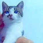 Chat, Yeux, Felidae, Carnivore, Small To Medium-sized Cats, Moustaches, Museau, Creative Arts, Electric Blue, Poil, Magenta, Queue