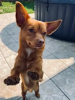 Nom Chihuahua Chien Lasko