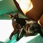 Chat, Felidae, Small To Medium-sized Cats, Jambe, Moustaches, Carnivore, Chats noirs, German Rex, Queue, Havana Brown, Griffe, Poil, Oreille, Asiatique