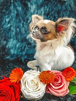 Nom Chihuahua Chien Pippa