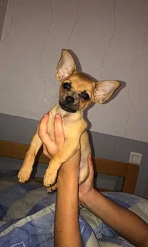 Nom Chihuahua Chien Boule