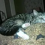 Chat, Small To Medium-sized Cats, Felidae, European Shorthair, Moustaches, Domestic Short-haired Cat, Chat tigré, Carnivore, Dragon Li, Chatons, Californian Spangled, Egyptian Mau, American Shorthair, Asiatique