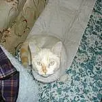 Chat, Meubles, Couch, Felidae, Comfort, Textile, Carnivore, Small To Medium-sized Cats, Bois, Tartan, Faon, Chair, Moustaches, Pattern, Linens, Cat Supply, Queue, Plaid, Domestic Short-haired Cat