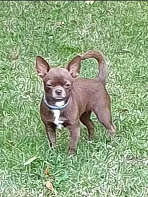 Nom Chihuahua Chien Osaka