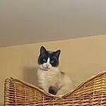 Chat, Carnivore, Bois, Felidae, Grey, Comfort, Moustaches, Small To Medium-sized Cats, Museau, Queue, Basket, Pet Supply, Domestic Short-haired Cat, Box, Poil, Sand, Assis, FenÃªtre, Cardboard, Wicker