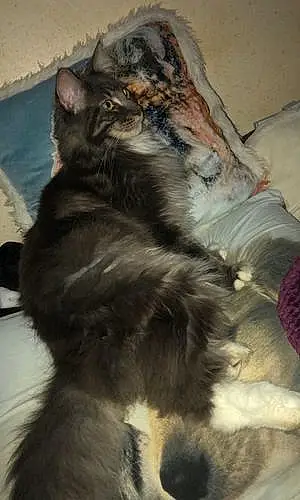 Nom Maine Coon Chat Randy