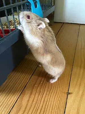 Hamster Russe Kiwi