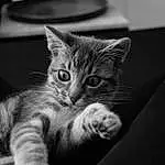 Chat, Carnivore, Felidae, Moustaches, Small To Medium-sized Cats, Grey, Black-and-white, Style, Oreille, Comfort, Museau, Noir & Blanc, Monochrome, Poil, Domestic Short-haired Cat, Darkness, Patte, Stock Photography, Griffe