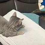 Chat, Meubles, Comfort, Felidae, Carnivore, Couch, Textile, Small To Medium-sized Cats, Grey, Moustaches, Faon, Linens, Table, Queue, Bedding, House, Poil, Domestic Short-haired Cat, Assis, Bed Sheet