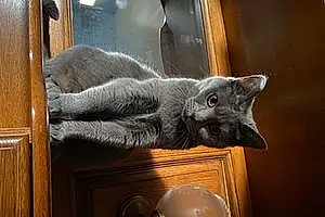 Nom Chartreux Chat Nessy