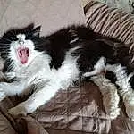 Chat, Felidae, Carnivore, Small To Medium-sized Cats, Race de chien, Moustaches, Comfort, Foot, Queue, Museau, Patte, Griffe, Domestic Short-haired Cat, Poil, Terrestrial Animal, Sieste, Toe, Cat Supply