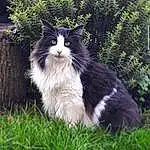Plante, Yeux, Chat, Felidae, Carnivore, Small To Medium-sized Cats, Moustaches, Herbe, Groundcover, Queue, Museau, FenÃªtre, Pelouse, Terrestrial Animal, Domestic Short-haired Cat, Arbre, Poil, Assis, Shrub, Garden