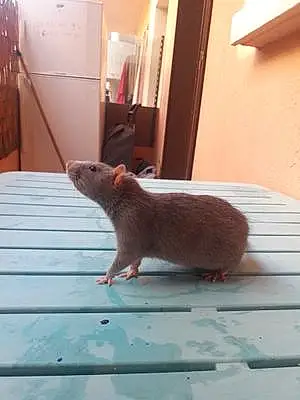 Rat Jake