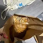 Chat, Felidae, Carnivore, Small To Medium-sized Cats, Textile, Paper Bag, Moustaches, Comfort, Shipping Box, Faon, Bois, Bag, Box, Packaging And Labeling, Cardboard, Linens, Poil, Domestic Short-haired Cat, Paper, Packing Materials