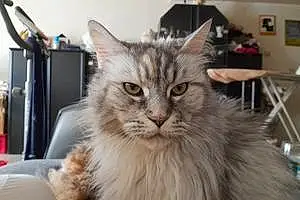 Nom Maine Coon Chat Jewel