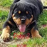 Chien, Race de chien, Canidae, Rottweiler, Carnivore, Chien de compagnie, Museau, Herbe, Rare Breed (dog), Chiots, Working Dog