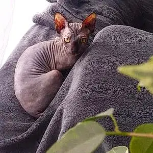 Nom Sphynx Chat Ombre