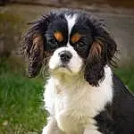 Chien, Plante, Carnivore, Race de chien, Herbe, Chien de compagnie, Museau, Terrestrial Animal, Canidae, Working Dog, Poil, King Charles Spaniel, Chiots, Toy Dog, Door