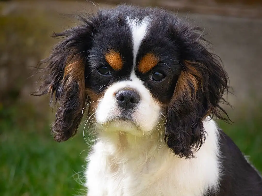 Chien, Plante, Carnivore, Race de chien, Herbe, Chien de compagnie, Museau, Terrestrial Animal, Canidae, Working Dog, Poil, King Charles Spaniel, Chiots, Toy Dog, Door