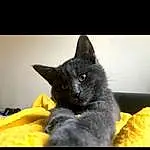 Chat, Small To Medium-sized Cats, Felidae, Chats noirs, Moustaches, Korat, Nebelung, Domestic Short-haired Cat, Carnivore, Bleu russe, Chartreux, Museau, Chatons, Asiatique, British Shorthair, Bombay, German Rex, European Shorthair